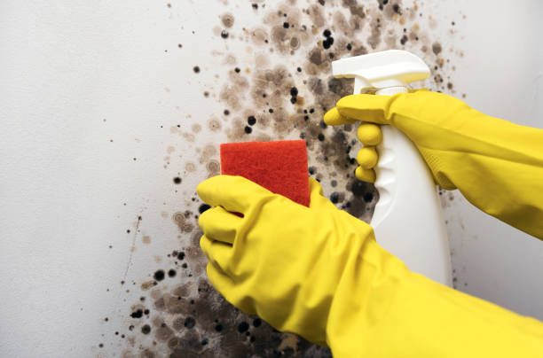 Best Residential Mold Removal  in Prescott, WI