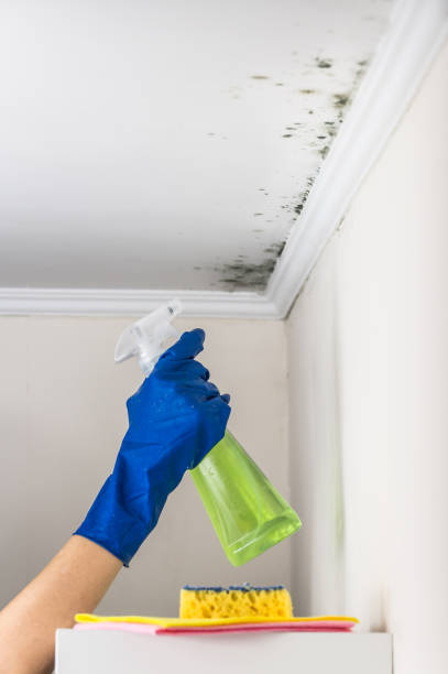 Best Mold Damage Repair  in Prescott, WI